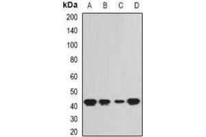 Western blot analysis of SEPHS1 expression in SW620 (A), HepG2 (B), mouse liver (C), rat kidney (D) whole cell lysates. (SEPHS1 antibody)