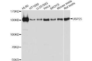Western blot analysis of extracts of various cell lines, using USP25 antibody. (USP25 antibody)