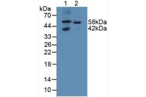 Figure. (GALNS antibody  (AA 172-381))