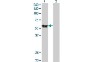Western Blot analysis of AGER expression in transfected 293T cell line by AGER monoclonal antibody (M02A), clone 1C1. (RAGE antibody  (AA 23-404))