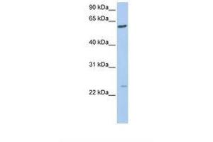 Image no. 1 for anti-Family with Sequence Similarity 3, Member C (FAM3C) (C-Term) antibody (ABIN6738136) (FAM3C antibody  (C-Term))