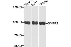 Western blot analysis of extracts of various cell lines, using BMPR2 antibody (ABIN5973309) at 1/1000 dilution. (BMPR2 antibody)