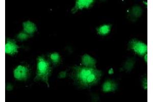 Image no. 6 for anti-CoA Synthase (COASY) antibody (ABIN1497556) (COASY antibody)