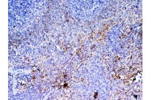 IHC testing of FFPE rat spleen tissue with Pf4 antibody at 1ug/ml. (PF4 antibody)