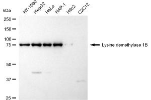 Western blotting analysis using Lysine demethylase 1B antibody (ABIN7799298). (Recombinant KDM1B antibody)
