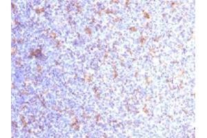 Immunohistochemical staining (Formalin-fixed paraffin-embedded sections) of human tonsil with ITGAX monoclonal antibody, clone ITGAX/1284 . (CD11c antibody  (AA 637-827))