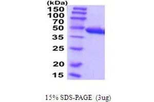 SDS-PAGE (SDS) image for Cysteine-S-conjugate beta-Lyase (CCBL1) (AA 1-422) protein (His tag) (ABIN5854254) (CCBL1 Protein (AA 1-422) (His tag))