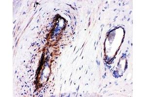 IHC-P: LASP1 antibody testing of human placenta tissue (LASP1 antibody  (C-Term))