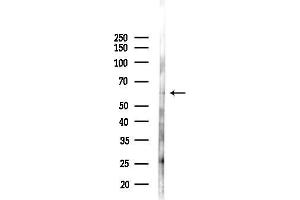 anti-Testis-Specific serine Kinase Substrate (TSKS) antibody