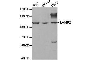 Western blot analysis of extracts of various cell lines, using LAMP2 antibody. (LAMP2 antibody  (AA 30-300))