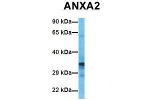 Host:  Rabbit  Target Name:  ANXA2  Sample Tissue:  Human 293T  Antibody Dilution:  1. (Annexin A2 antibody  (C-Term))