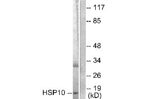 Western blot analysis of extracts from NIH/3T3 cells, using HSP10 antibody (#C0230). (HSPE1 antibody)