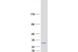 Validation with Western Blot (MED30 Protein (Myc-DYKDDDDK Tag))