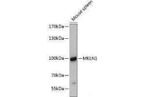 Western blot analysis of extracts of Mouse spleen using MKLN1 Polyclonal Antibody at dilution of 1:3000. (MKLN1 antibody)