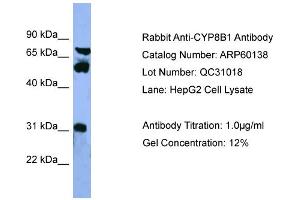 WB Suggested Anti-CYP8B1  Antibody Titration: 0.