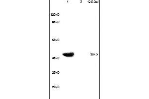 Lane 1: mouse embryo lysates Lane 2: mouse brain lysates probed with Anti ATF4/CREB-2 Polyclonal Antibody, Unconjugated (ABIN687862) at 1:200 in 4C. (ATF4 antibody  (AA 251-351))