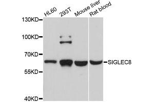 Western blot analysis of extracts of various cell lines, using SIGLEC8 antibody. (SIGLEC8 antibody)