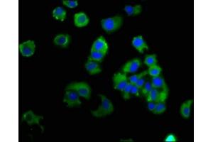 Immunofluorescence (IF) image for anti-Epithelial Cell Adhesion Molecule (EPCAM) (AA 24-265) antibody (ABIN7151921)