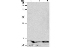 Western blot analysis of Human seminoma tissue, hela and A549 cell, using PFN1 Polyclonal Antibody at dilution of 1:1000