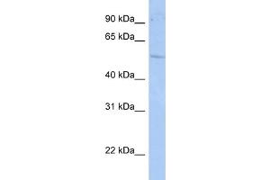 WB Suggested Anti-RORC Antibody Titration:  1 ug/ml  Positive Control:  HepG2 cell lysate