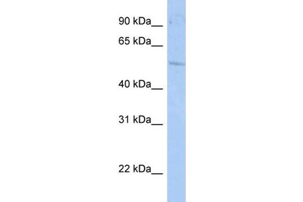 RORC anticorps  (N-Term)