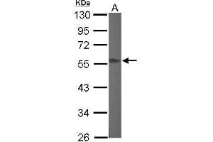 WB Image Sample (50 ug of whole cell lysate) A: Mouse brain 10% SDS PAGE antibody diluted at 1:1000 (RGMB antibody  (Center))