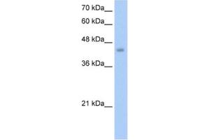 Western Blotting (WB) image for anti-Embryonic Ectoderm Development (EED) antibody (ABIN2461704) (EED antibody)
