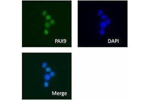 Immunofluorescence (IF) image for anti-Paired Box 9 (PAX9) antibody (ABIN2665320)