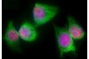 Immunofluorescence (IF) image for anti-T-Complex 1 (TCP1) antibody (ABIN2666194)