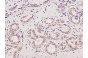 Image no. 1 for anti-Vascular Endothelial Growth Factor A (VEGFA) antibody (ABIN465469) (VEGFA antibody)