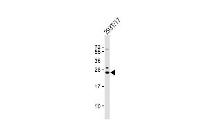 Anti-GINS3 Antibody (C-term) at 1:1000 dilution + 293T/17 whole cell lysate Lysates/proteins at 20 μg per lane. (GINS3 antibody  (C-Term))