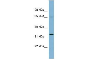 WB Suggested Anti-HEY1 Antibody Titration:  0. (HEY1 antibody  (Middle Region))