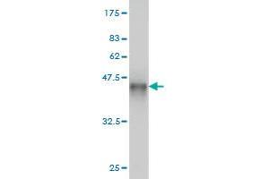 Western Blot detection against Immunogen (68. (PHKG1 antibody  (AA 1-387))