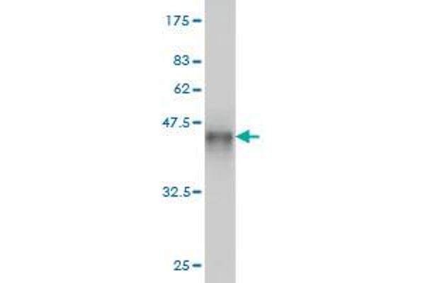 PHKG1 antibody  (AA 1-387)