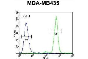 TAPT1 Antibody (C-term) flow cytometric analysis of MDA-MB435 cells (right histogram) compared to a negative control cell (left histogram).