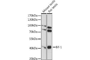 Western blot analysis of extracts of various cell lines, using Bif-1 antibody (ABIN7270280) at 1:1000 dilution. (SH3GLB1 antibody  (AA 120-365))