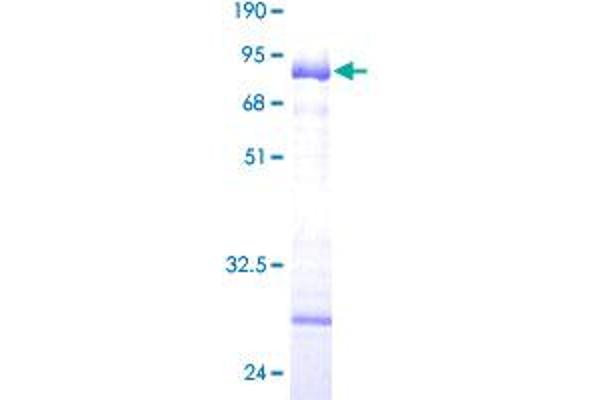 COL9A1 Protein (AA 1-328) (GST tag)