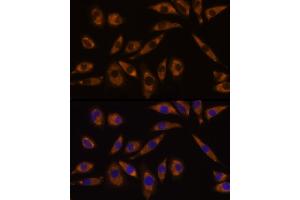 Immunofluorescence analysis of L929 cells using GNAQ Rabbit pAb (ABIN7267542) at dilution of 1:100 (40x lens). (GNAQ antibody  (AA 1-359))