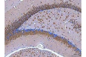 IHC analysis of NeuN/Rbfox3 using anti-NeuN/Rbfox3 antibody (ABIN7601068).