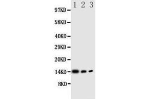 Western Blotting (WB) image for anti-Interleukin 4 (IL4) (AA 72-88), (Middle Region) antibody (ABIN3044141) (IL-4 antibody  (Middle Region))