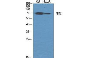 Western Blot (WB) analysis of specific cells using Nrf2 Polyclonal Antibody. (NRF2 antibody  (C-Term))