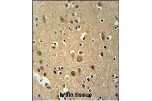 TNIP3 Antibody (N-term) (ABIN651787 and ABIN2840400) immunohistochemistry analysis in formalin fixed and paraffin embedded human brain tissue followed by peroxidase conjugation of the secondary antibody and DAB staining. (TNIP3 antibody  (N-Term))