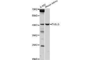 Western blot analysis of extracts of various cell lines, using FASLG antibody (ABIN5970064) at 1/1000 dilution. (FASL antibody)