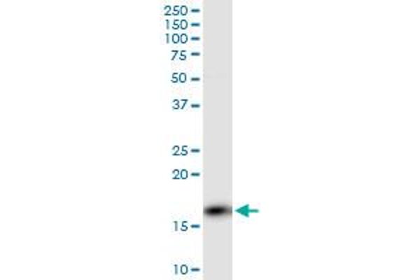 PPP3R1 antibody  (AA 1-170)