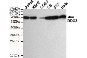 Western blot detection of DDX3 in Hela,3T3,C6,COS7,K562 and Jurkat cell lysate using DDX3 mouse mAb (1:1000 diluted). (DDX3X antibody)