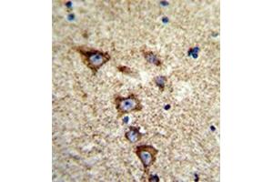 Formalin-fixed and paraffin-embedded human brain tissue reacted with KCNH7 Antibody (N-term) followed which was peroxidase-conjugated to the secondary antibody, followed by DAB staining. (KCNH7 antibody  (N-Term))