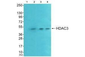 Western blot analysis of extracts from HeLa cells (Lane 2), A549 cells (Lane 3) and HepG2 cells (Lane 4), using HDAC3 antiobdy. (HDAC3 antibody  (C-Term))