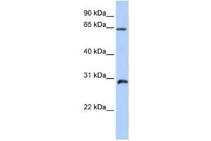 Western Blotting (WB) image for anti-Homeobox A5 (HOXA5) antibody (ABIN2458391) (HOXA5 antibody)