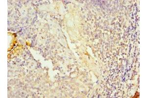 Immunohistochemistry of paraffin-embedded human tonsil tissue using ABIN7157487 at dilution of 1:100