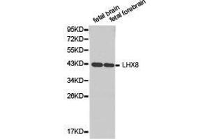 Western Blotting (WB) image for anti-LIM Homeobox 8 (LHX8) antibody (ABIN1875432) (LHX8 antibody)